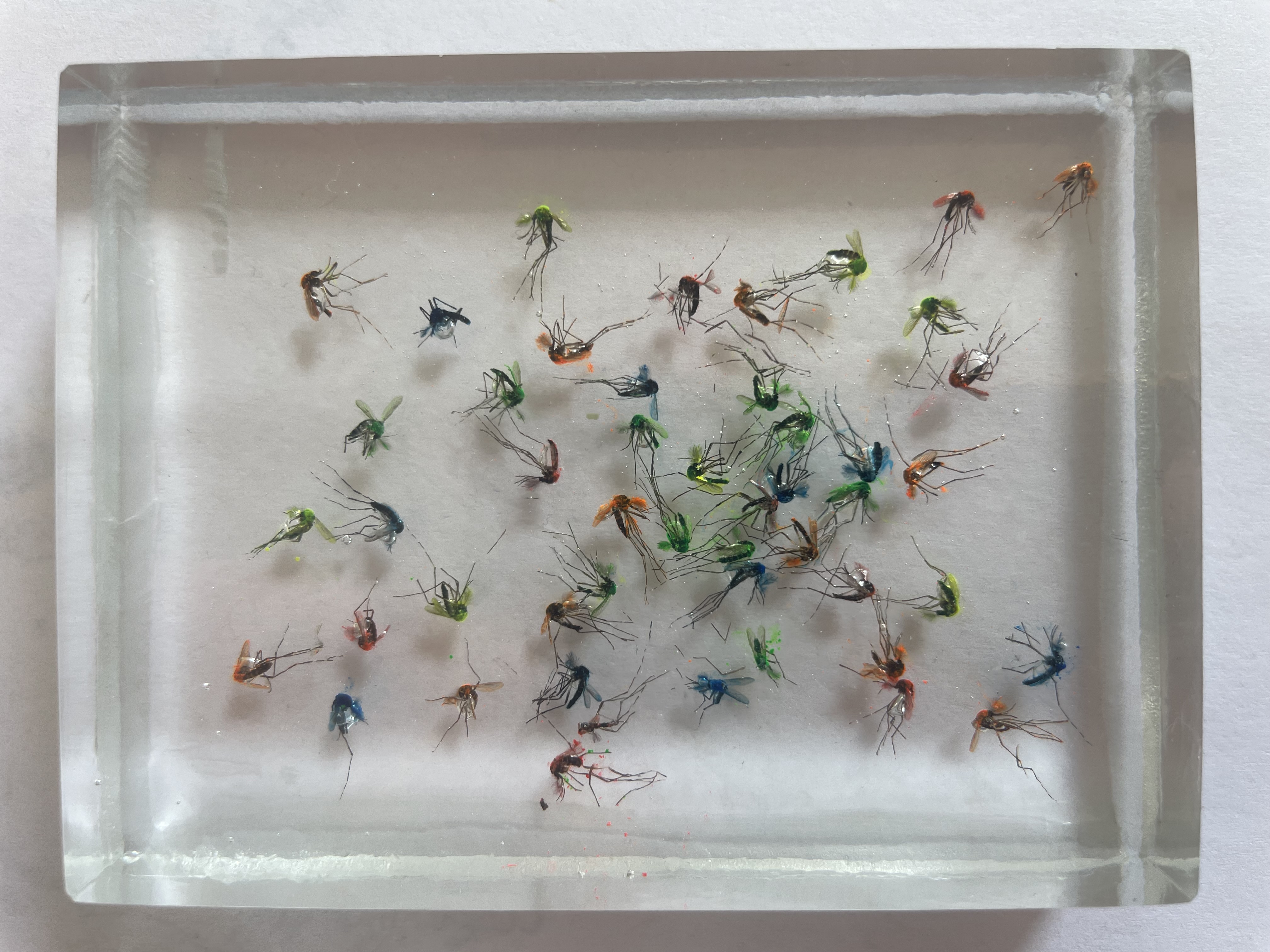 Reportage: Operation Tigermücke